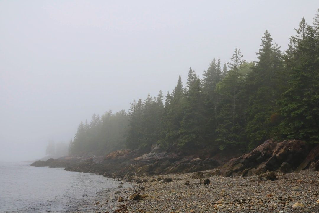 Foggy rocky shoreline beneath a dense spruce-fir forest at Cobscook Bay