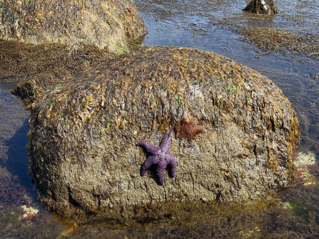 Rhythms of the 24-Foot Tide: How Ocean Surges Shape Life in Cobscook Bay