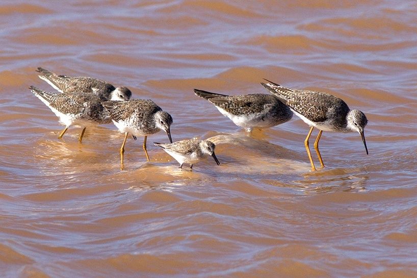 Feast on the Falling Tide: Shorebird Stopovers and Mudflat Life in Cobscook Bay
